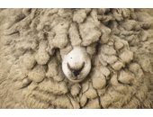 Lông cừu nhân tạo là gì?